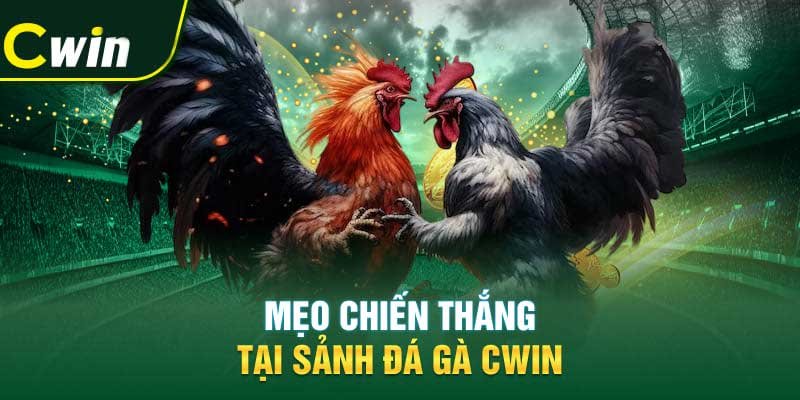 Mẹo chiến thắng tại sảnh đá gà Cwin